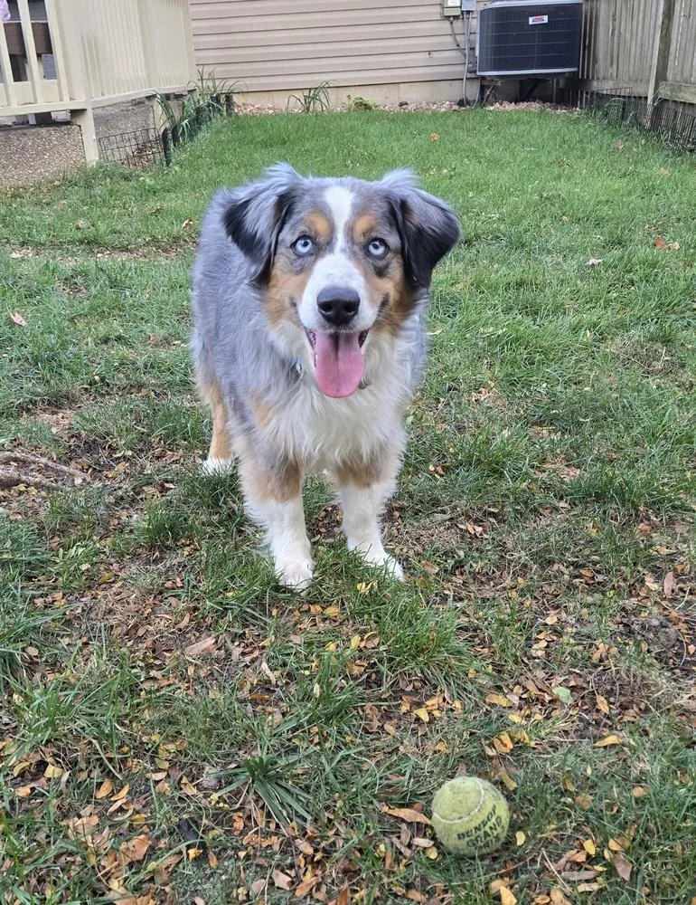 A senior medium-sized male Merle (Blue) Australian Shepherd dog named Smokey for adoption in Ringwood, IL