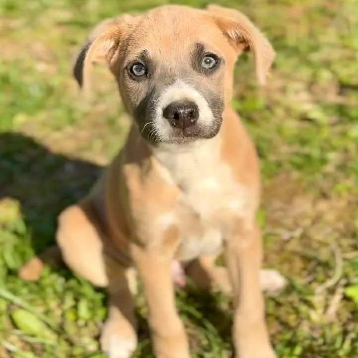 A baby small-sized male Yellow / Tan / Blond / Fawn Mixed Breed dog named Johnny Vegas for adoption in Mentor, OH