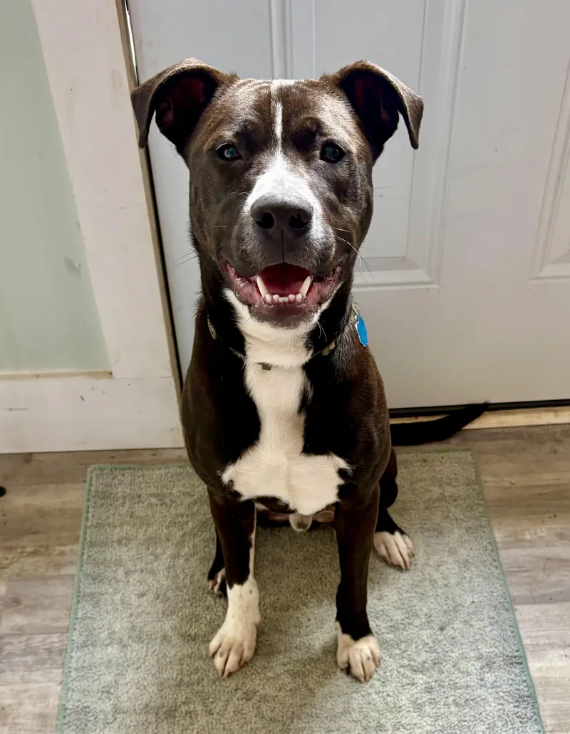 A young medium-sized male Black Labrador Retriever dog named Nico for adoption in Waxhaw, NC
