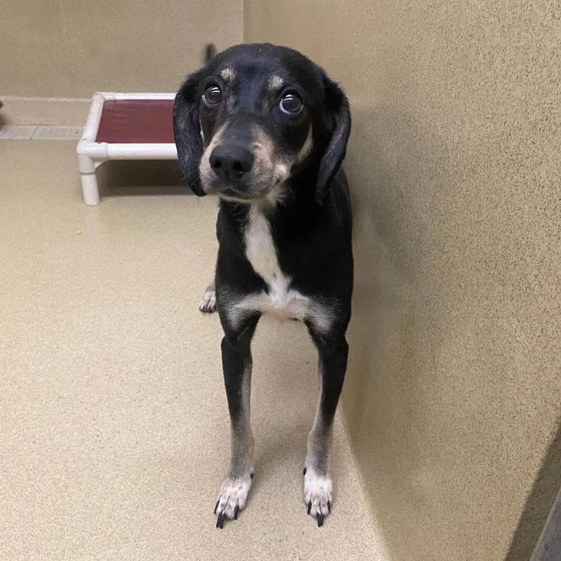 A young medium-sized female Tricolor (Brown, Black, & White) Hound dog named London for adoption in Monroe, GA