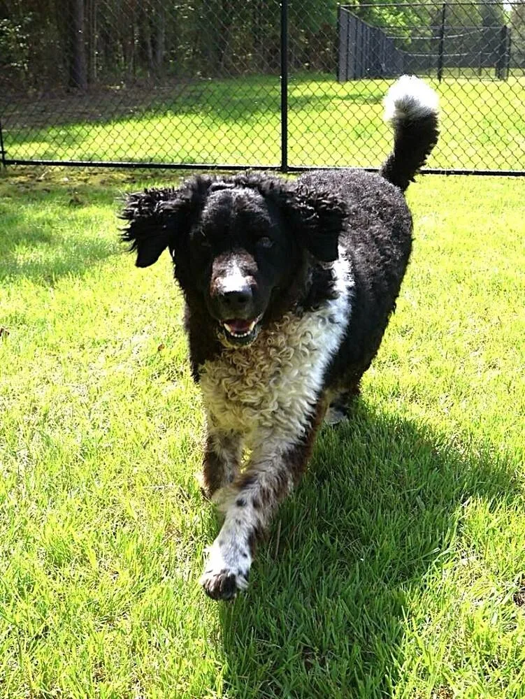 Logan
