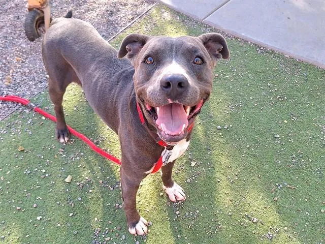 An adult large-sized male Pit Bull Terrier dog named Fraser for adoption in Phoenix, AZ