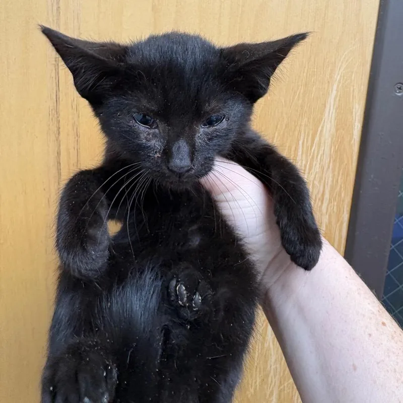 A baby small-sized male Black Domestic Short Hair cat named Fractious Okay Cupid for adoption in Columbiana, AL