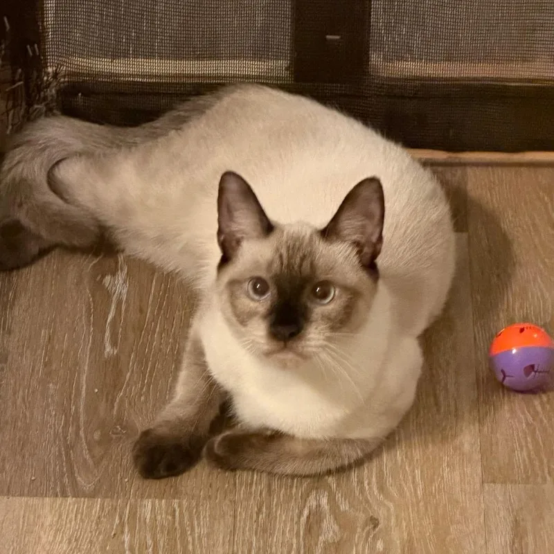 Francis