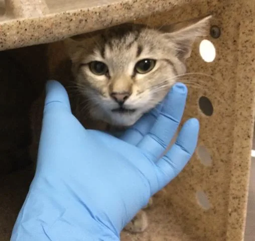 A baby small-sized female Domestic Short Hair cat named Molly for adoption in Riverside, CA