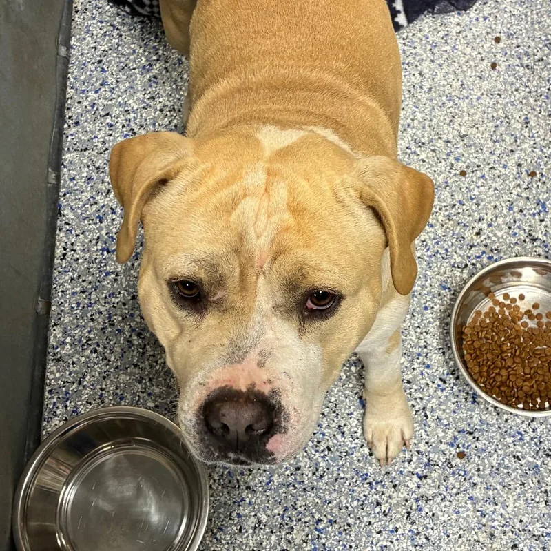 An adult medium-sized male Yellow / Tan / Blond / Fawn American Staffordshire Terrier dog named Gunner for adoption in Greenville, SC