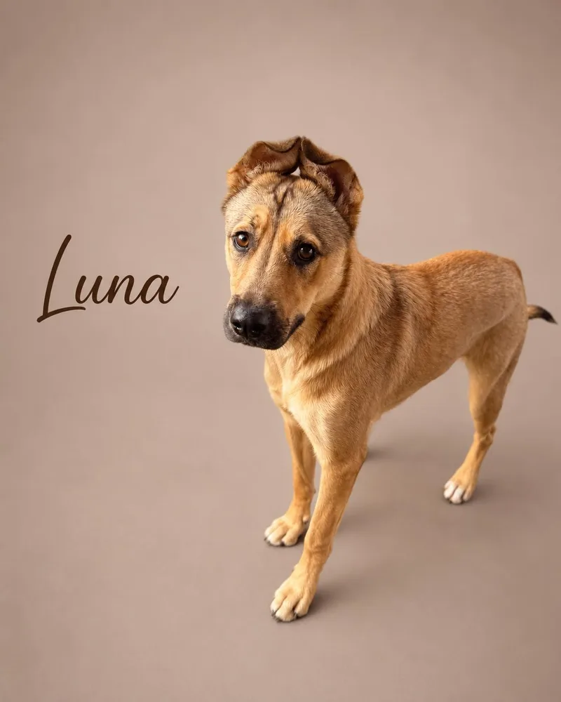 A young medium-sized female German Shepherd Dog dog named Luna for adoption in MYRTLE BEACH, SC