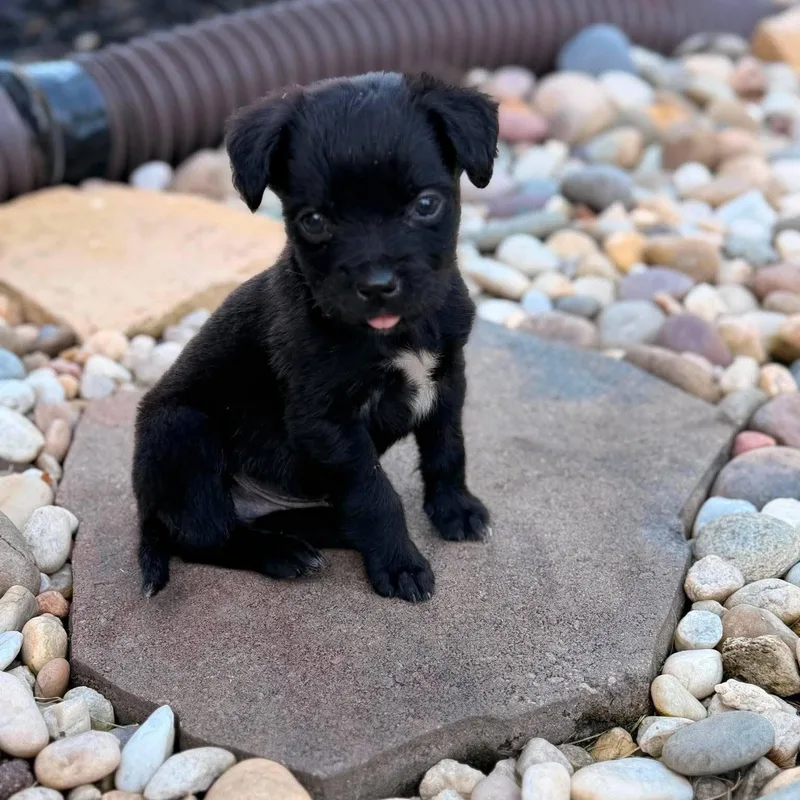 A baby medium-sized female Black Labrador Retriever dog named Pippin for adoption in Waxhaw, NC