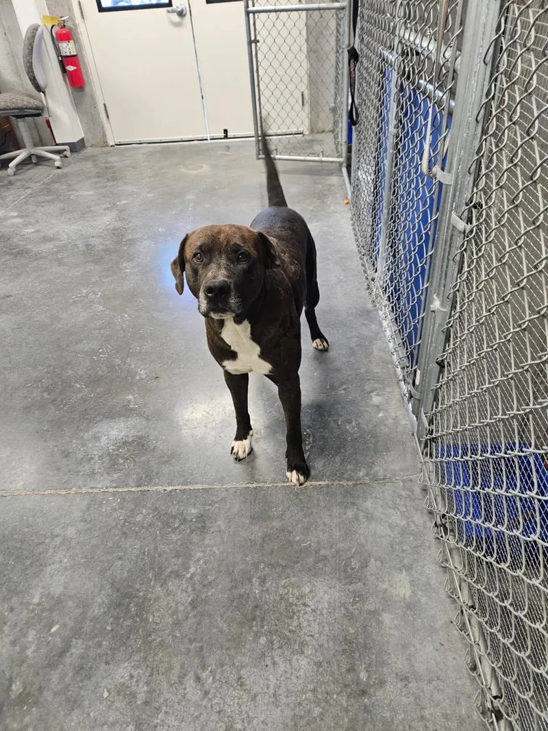 An adult large-sized male Tricolor (Brown, Black, & White) Labrador Retriever dog named Colby for adoption in Crystal City, MO