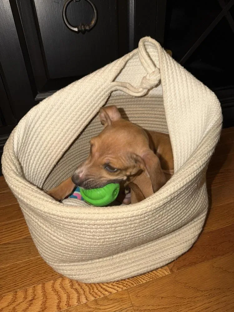 A baby medium-sized male Tricolor (Brown, Black, & White) Boxer dog named Rico for adoption in Pottstown, PA