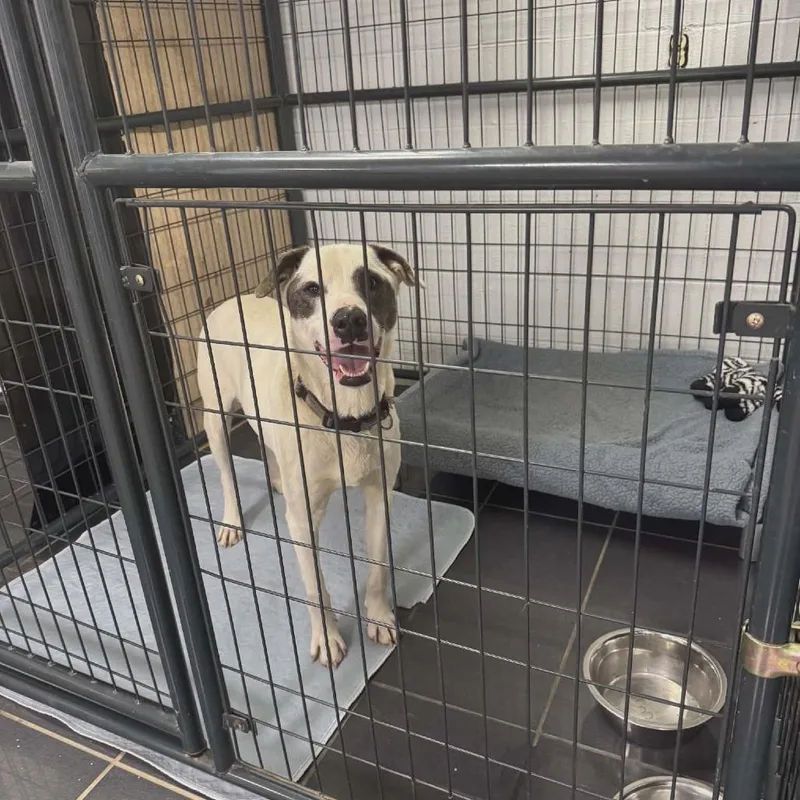 An adult medium-sized male White / Cream Australian Cattle Dog / Blue Heeler dog named Kano for adoption in Gordonsville, TN