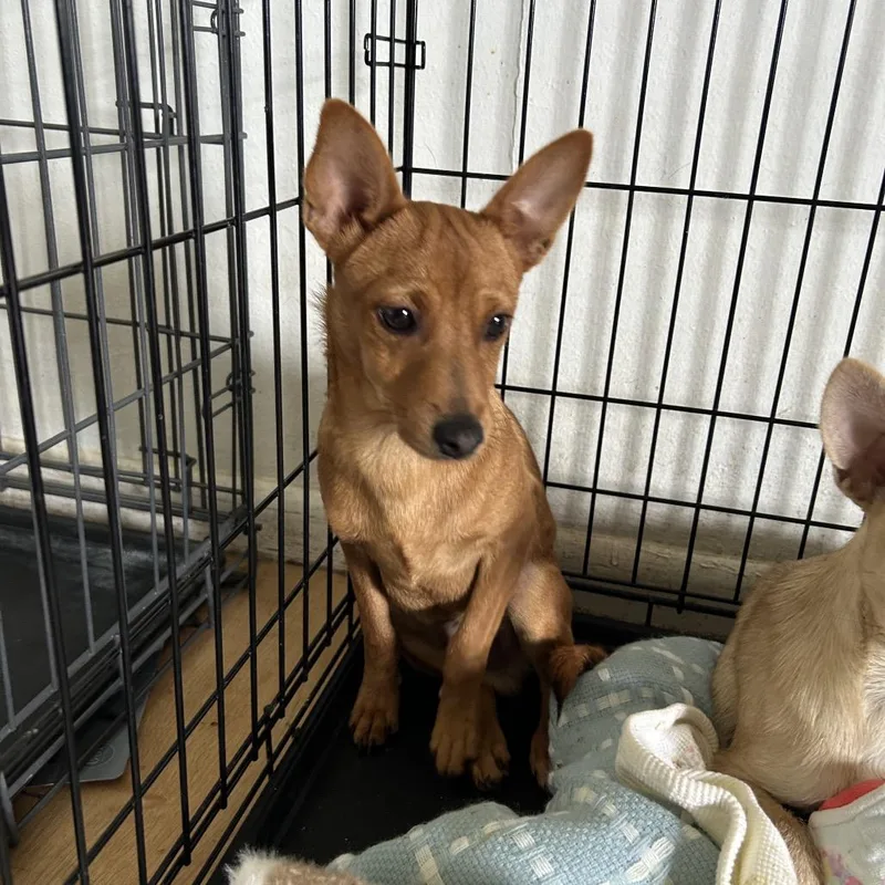 A young small-sized male Red / Chestnut / Orange Mixed Breed dog named Stanley for adoption in Leander, TX