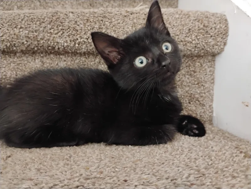 A baby small-sized male Black Domestic Medium Hair cat named Shark Boy for adoption in Fruit Heights, UT