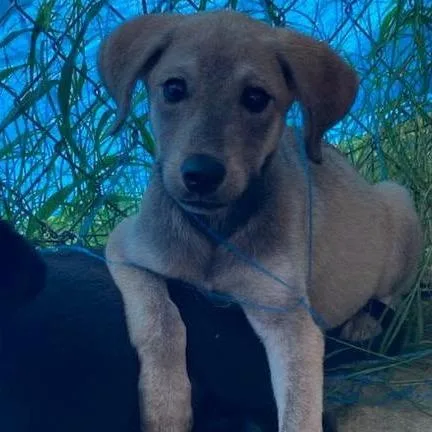A baby medium-sized female Yellow / Tan / Blond / Fawn Shepherd dog named Amber for adoption in Myrtle Beach, SC