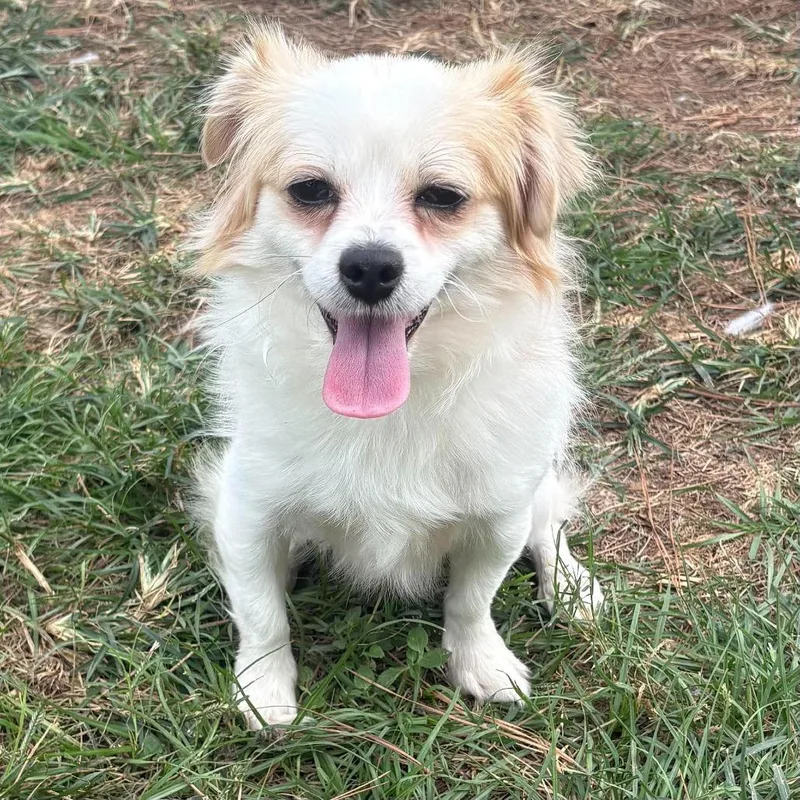 An adult small-sized male White / Cream Chihuahua dog named Nemo Rex for adoption in Houston, TX