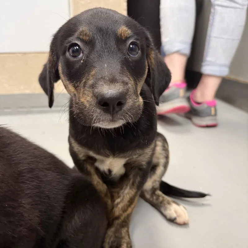 A baby small-sized female Black Labrador Retriever dog named Reyna for adoption in Troy, VA