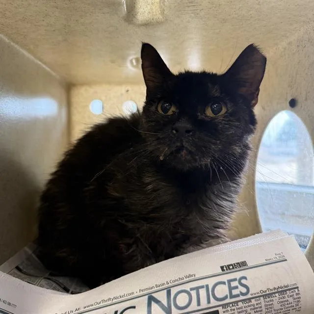 A young small-sized male Domestic Short Hair cat named Aragorn for adoption in San Antonio, TX