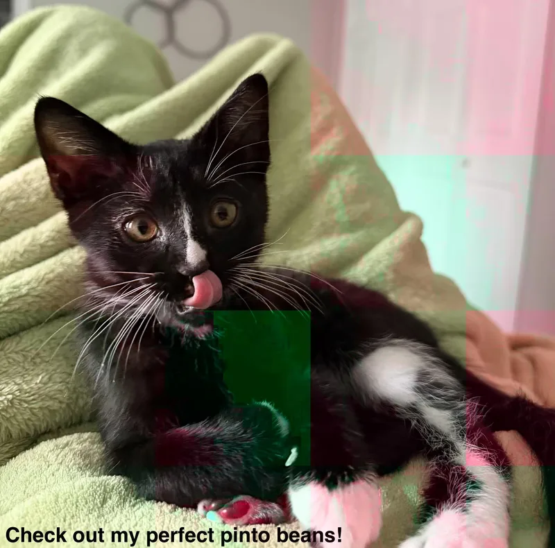 A baby small-sized male Black & White / Tuxedo Domestic Short Hair cat named Gwinnie for adoption in Nashville, TN