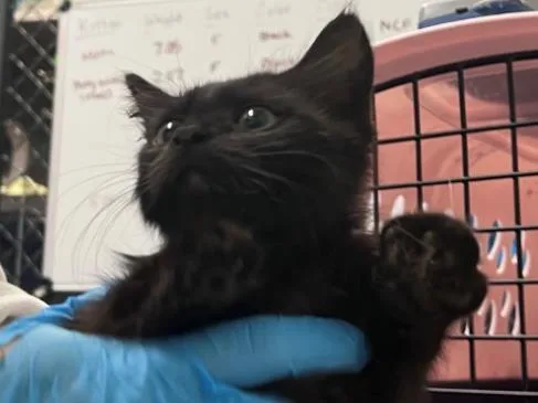 A baby small-sized female Domestic Short Hair cat named Ava for adoption in Palo Alto, CA