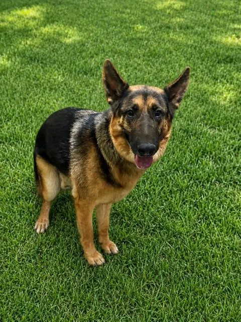 A young large-sized male German Shepherd Dog dog named Nico for adoption in Lancaster, CA