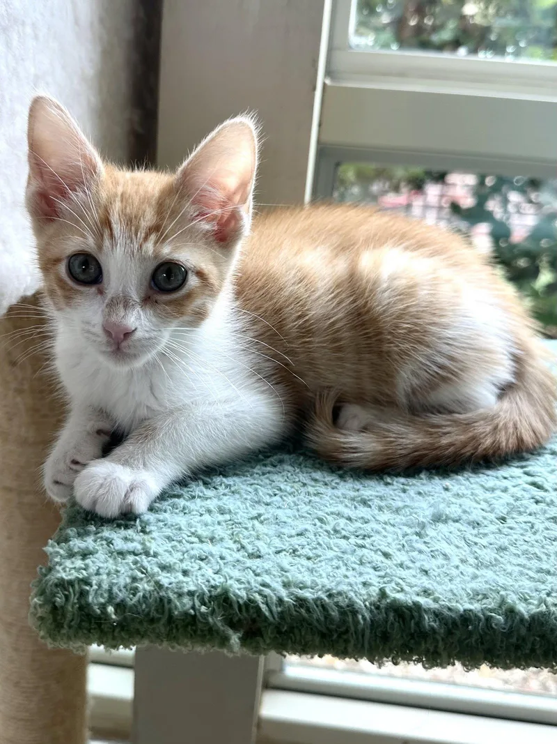 A baby medium-sized female Domestic Short Hair cat named Cinnamon for adoption in Plano, TX