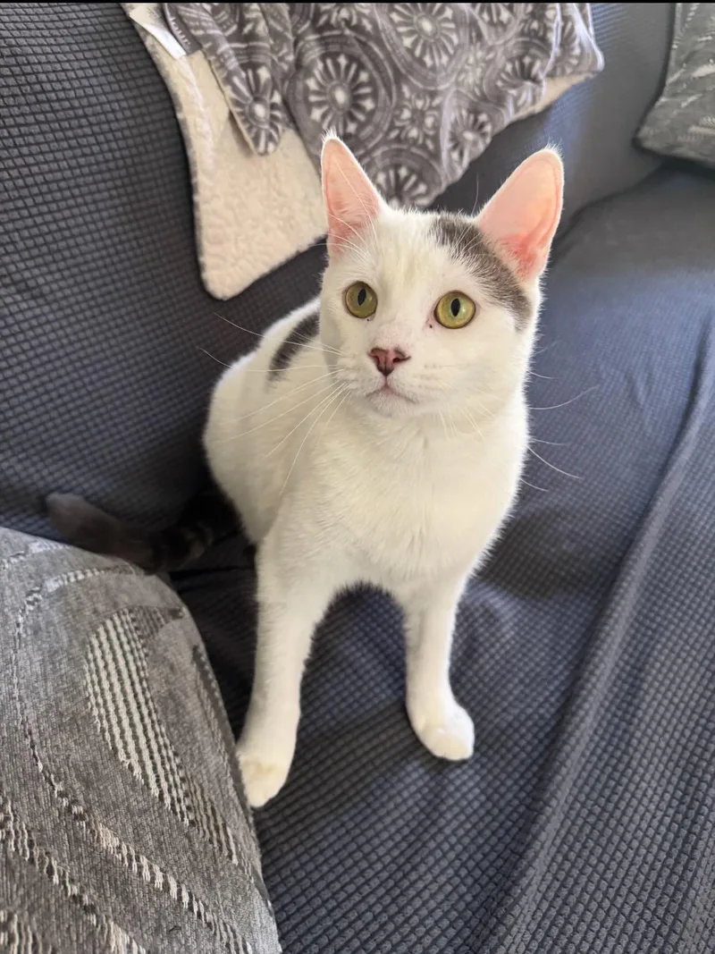 Earl Gray thumbnail 2