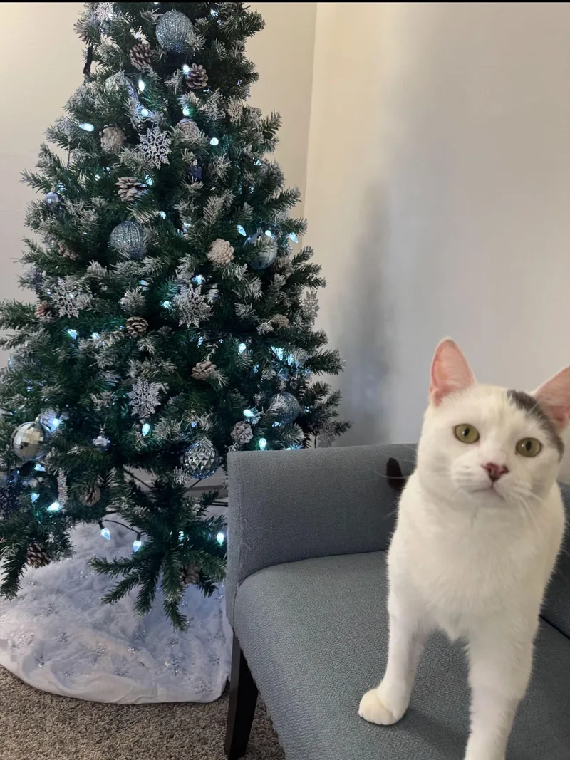 Earl Gray thumbnail 3