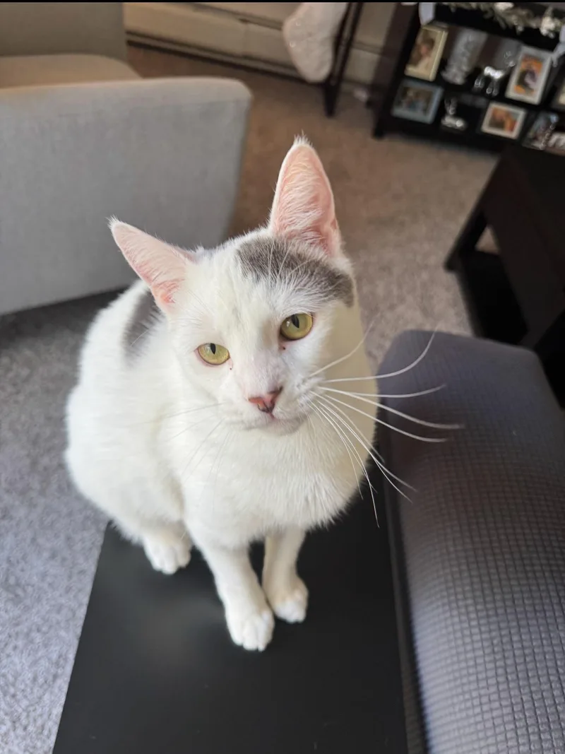 Earl Gray thumbnail 4