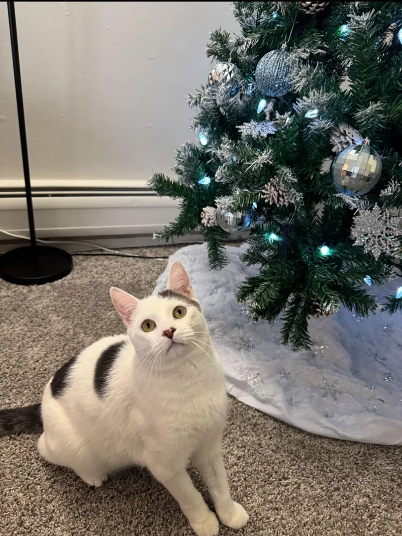 Earl Gray thumbnail 5