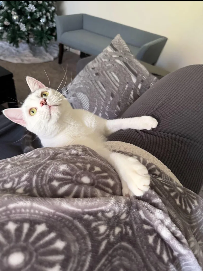 Earl Gray thumbnail 6