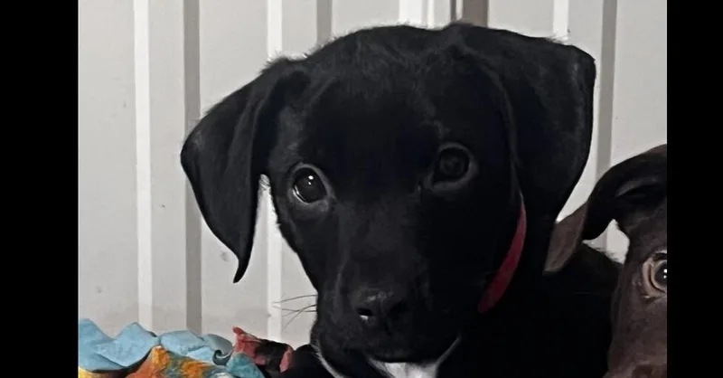 Rosco