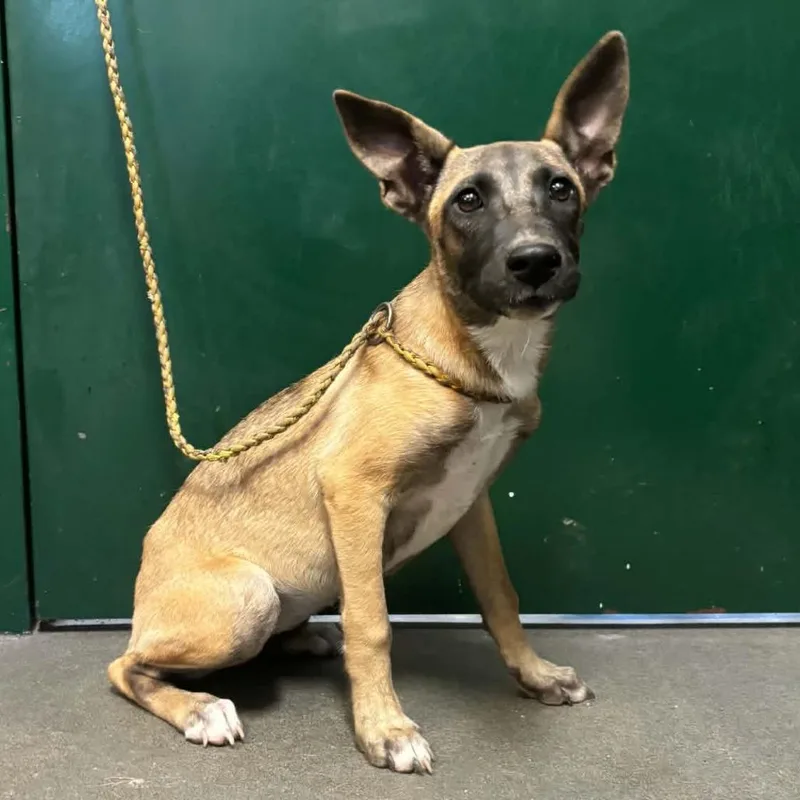 A baby small-sized female Mixed Breed dog named Pancake for adoption in Hamilton, GA