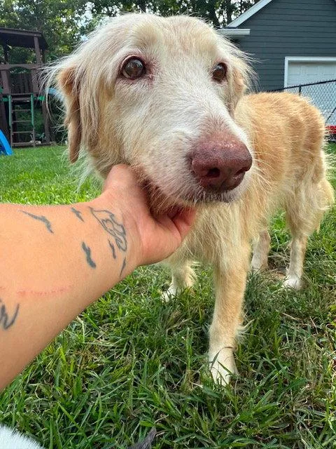 A senior medium-sized female Golden Retriever dog named Ruby for adoption in Lake Hopatcong, NJ