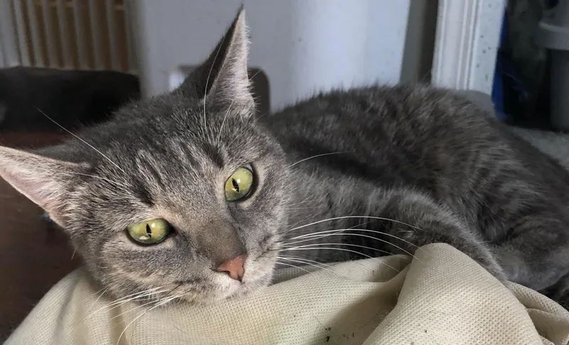 An adult medium-sized female Tabby (Gray / Blue / Silver) Domestic Short Hair cat named Ava for adoption in Bellmawr, NJ