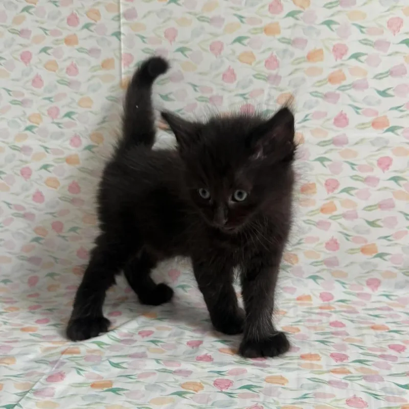A baby small-sized male Black Domestic Long Hair cat named Domino for adoption in Greenville, NC