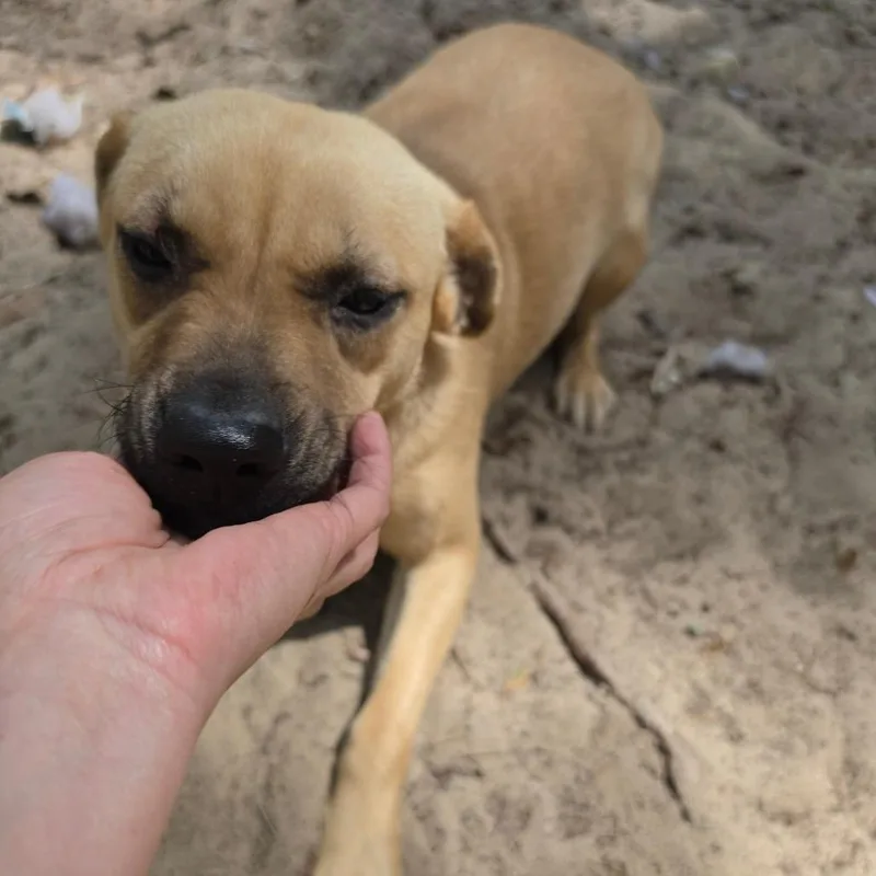A young medium-sized female Yellow / Tan / Blond / Fawn Terrier dog named Rose for adoption in Melrose, FL
