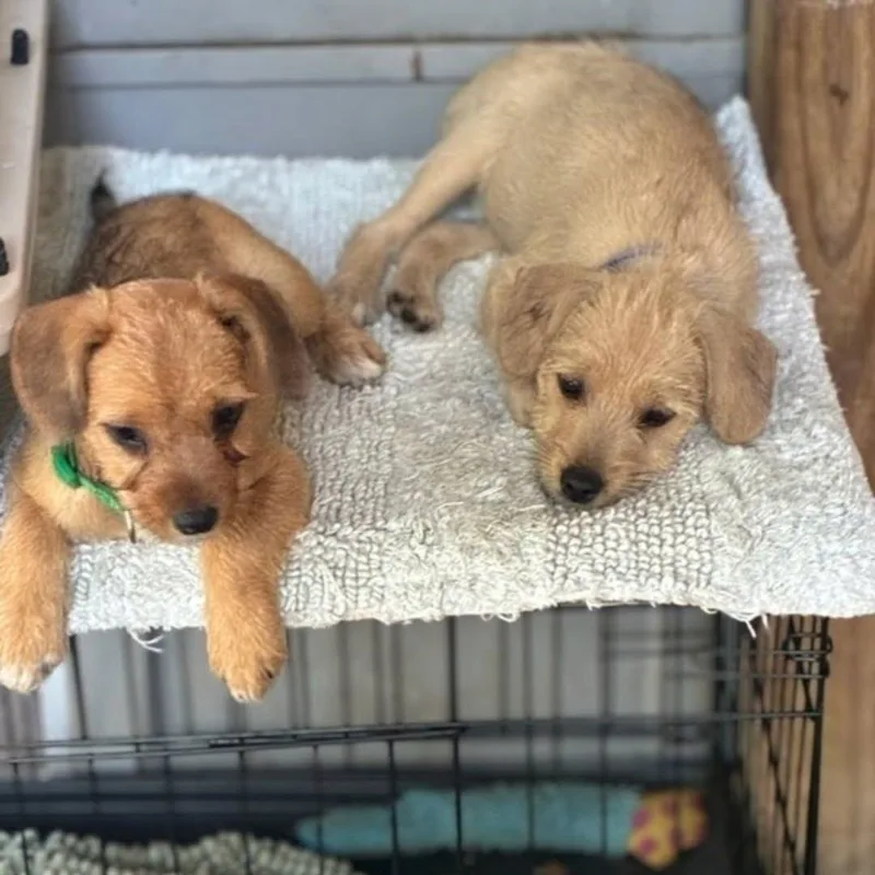 A baby medium-sized female Brown / Chocolate Border Terrier dog named Thelma for adoption in Myrtle Beach, SC