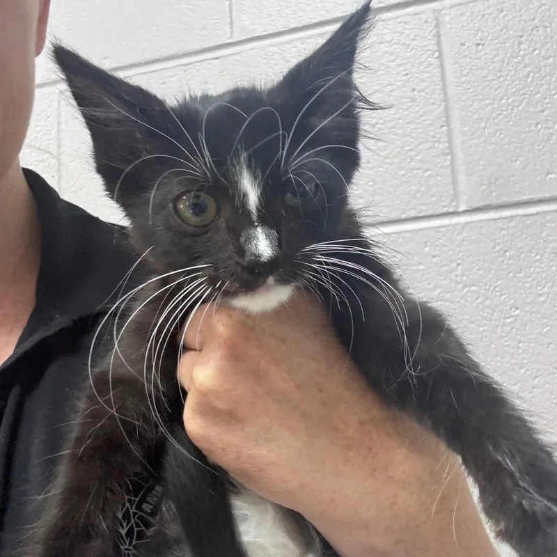 A baby small-sized male Black Domestic Medium Hair cat named Jett for adoption in Lufkin, TX
