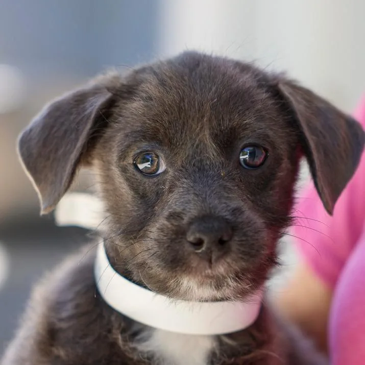A baby medium-sized female Gray / Blue / Silver Mixed Breed dog named Ruby for adoption in Bradenton, FL