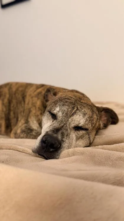 A senior large-sized male Mixed Breed dog named Nubbins for adoption in Chamblee, GA