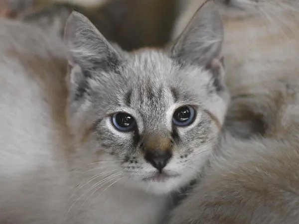 A baby small-sized male Siamese cat named Cap'N Crunch for adoption in Portland, OR