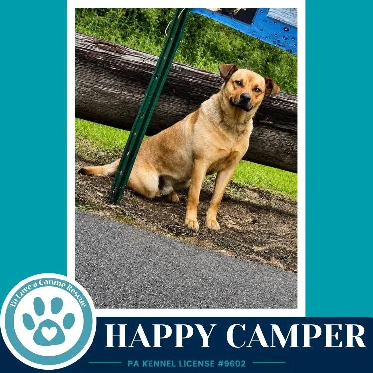 A young medium-sized male Shepherd dog named Happy Camper for adoption in Kimberton, PA