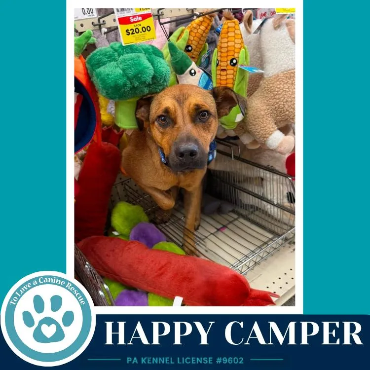 Happy Camper thumbnail 2