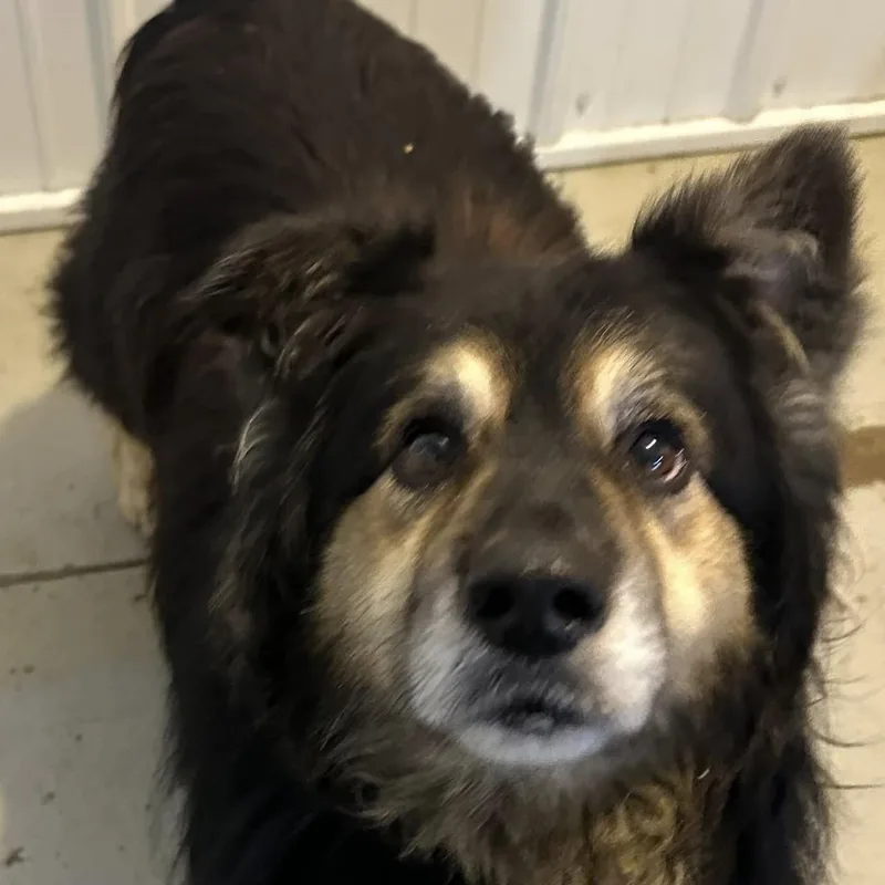 An adult medium-sized male Black Collie dog named Bear for adoption in Hoopeston, IL