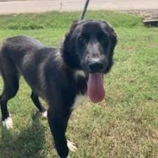 Cricket D thumbnail 2