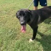 Cricket D thumbnail 3