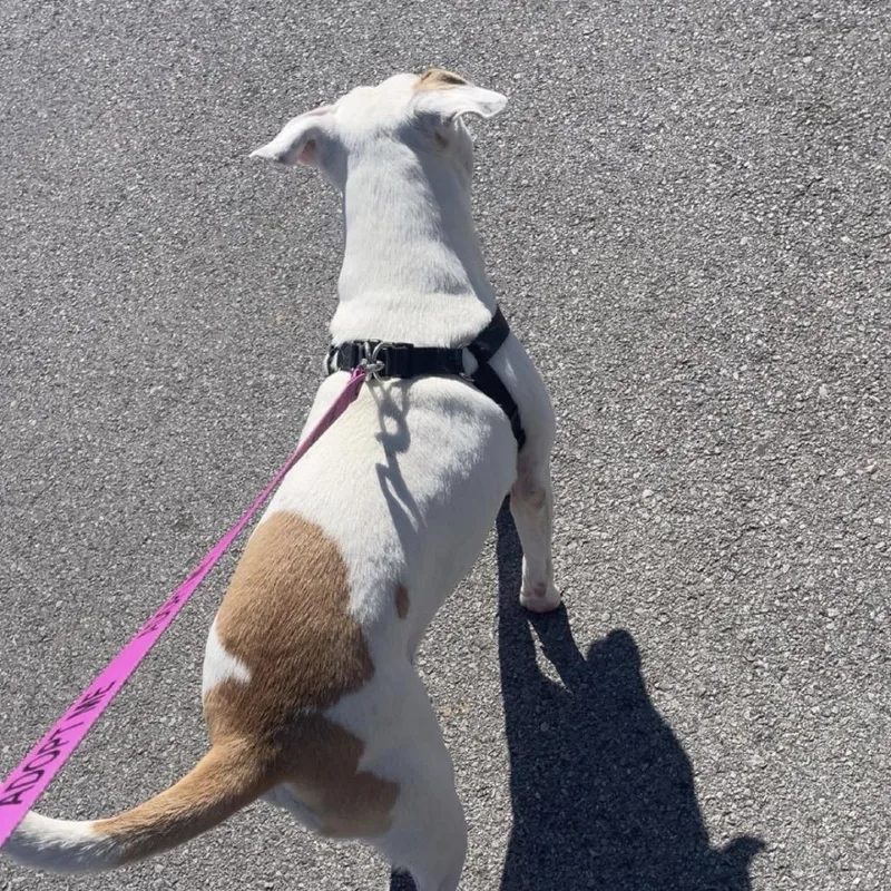 A young medium-sized female White / Cream Pit Bull Terrier dog named Napa for adoption in Chattanooga, TN