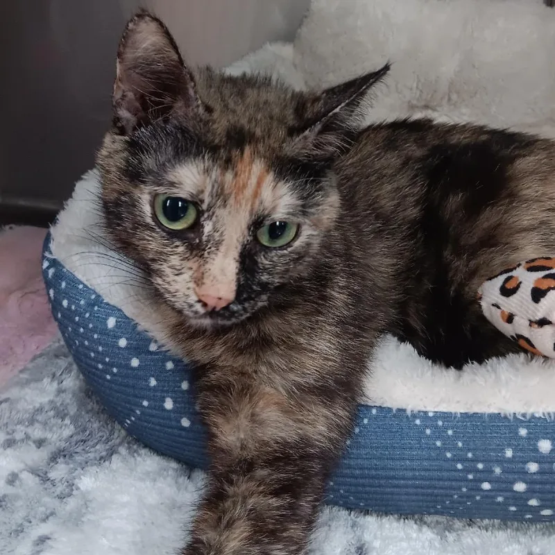 A young medium-sized female Tortoiseshell Domestic Short Hair cat named Carousel for adoption in Jupiter, FL
