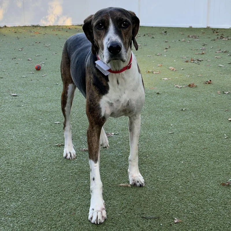 An adult large-sized male Coonhound dog named Runner for adoption in New Bedford, MA