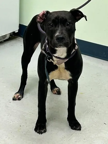 A young medium-sized male Pit Bull Terrier dog named Kenya for adoption in Savannah, GA